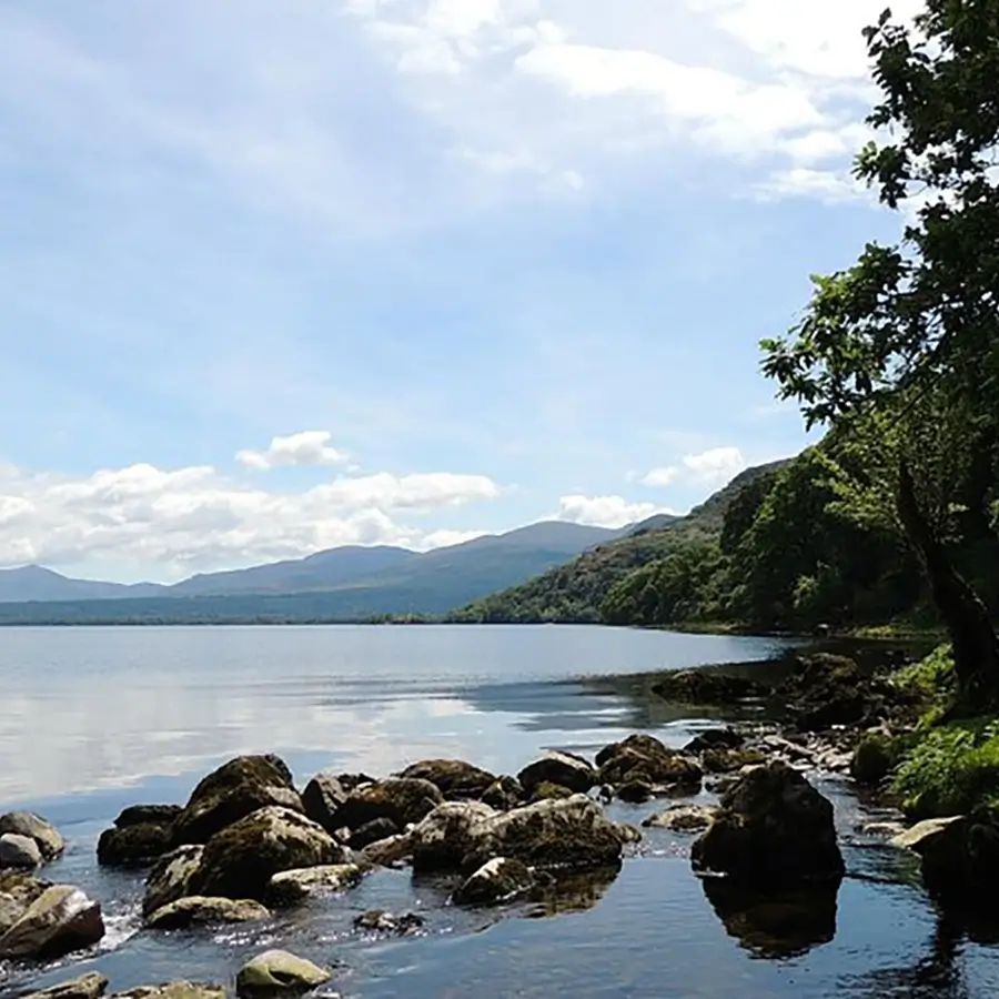 Tomies-wood guided walk