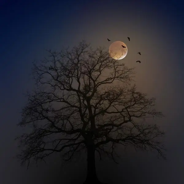 A large tree with the Moon in the background after sunset