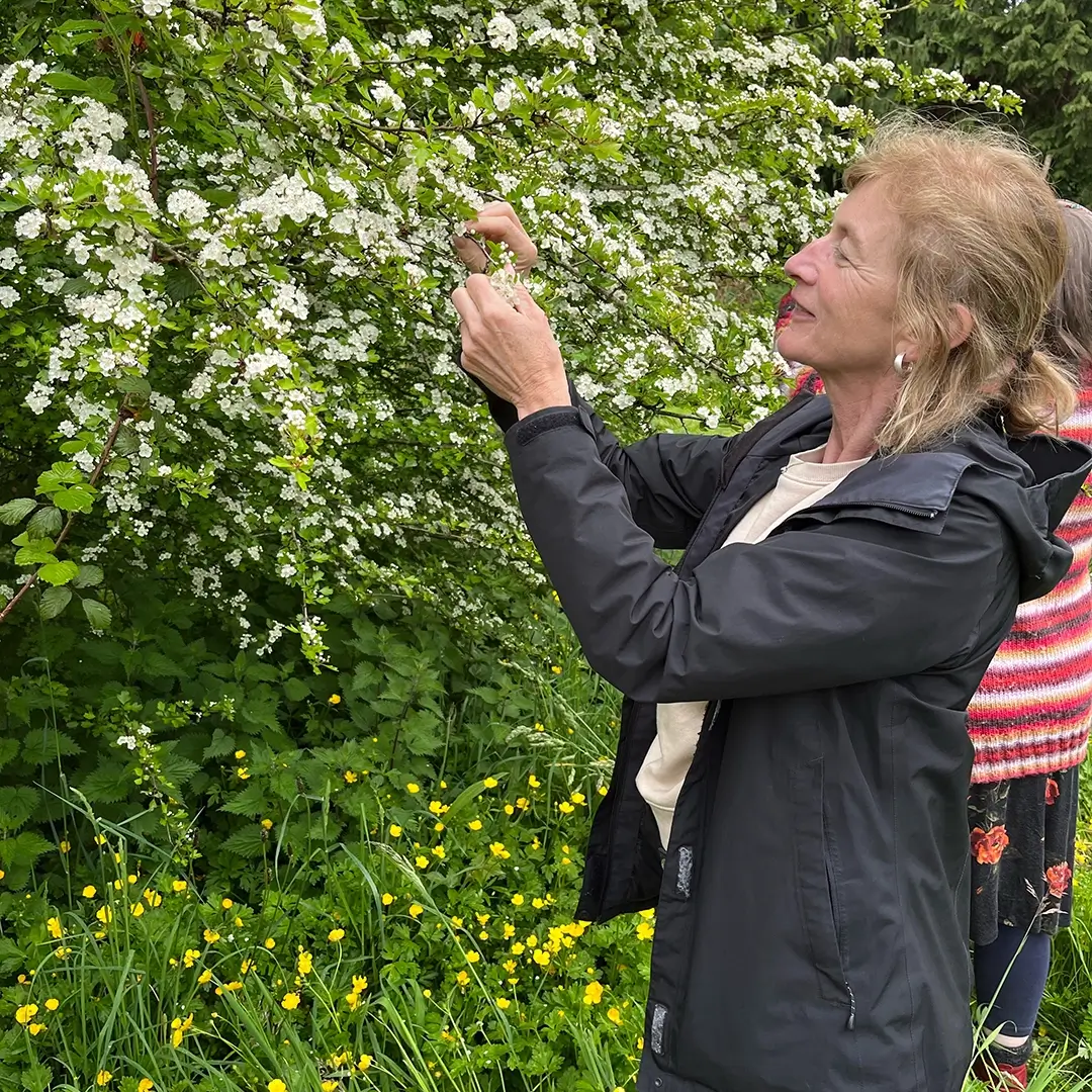 Lady picking herbs for Herbal Medicine Workshop