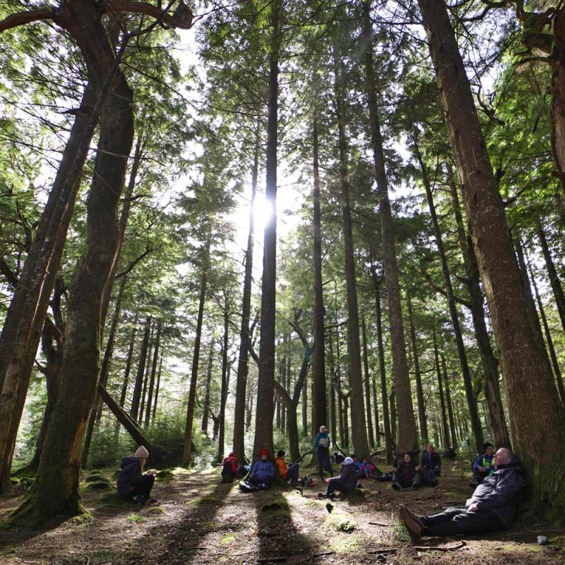 Sunlight beaming between old trees with people sitting on the ground