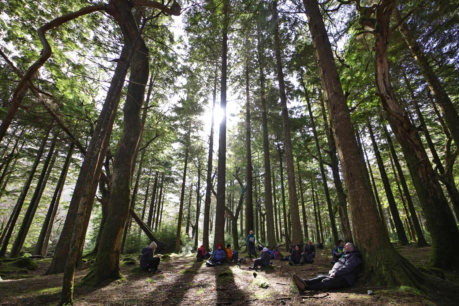 Sunlight beaming between old trees with people sitting on the ground